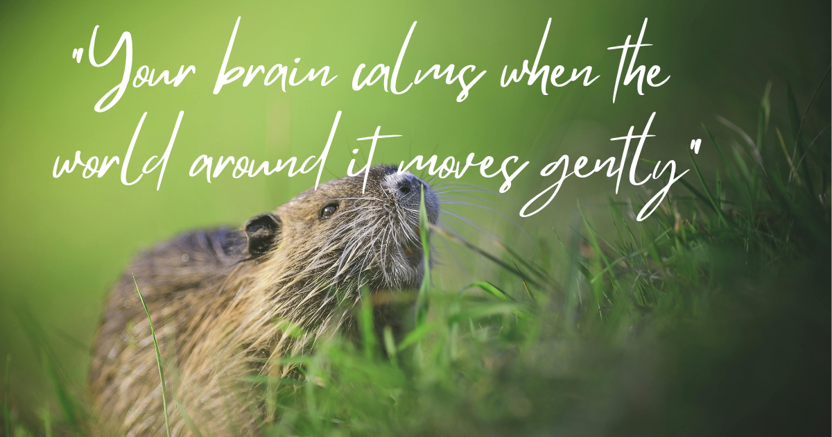 The Beaver Effect: Why Watching Cabbage-Munching Rodents Might Be the Stress Cure We Didn’t Know We Needed